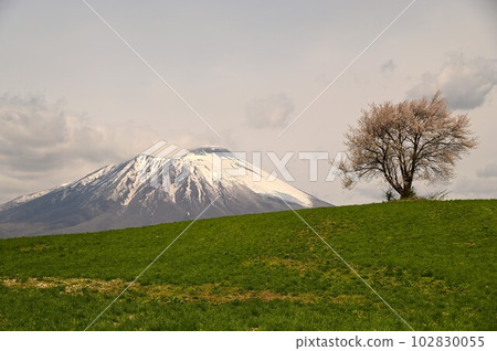 One cherry tree of triangle mountain 102830055