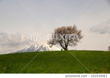 三角山一棵櫻桃樹 三角山一棵櫻桃樹 102830061