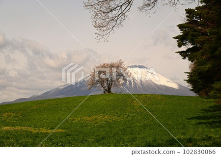 One cherry tree of triangle mountain One cherry tree of triangle mountain 102830066