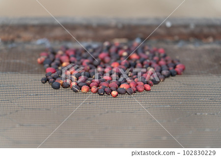 Heap of Red Coffee Berries in Close-up Shot Heap of Red Coffee Berries in Close-up Shot 102830229