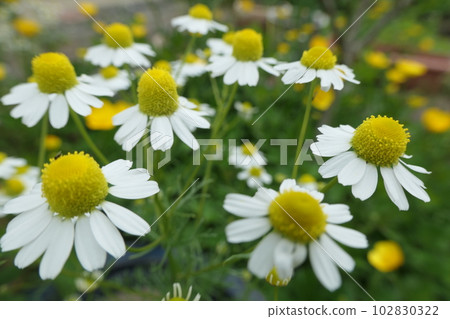 花園裡的洋甘菊花 花園裡的洋甘菊花 102830322