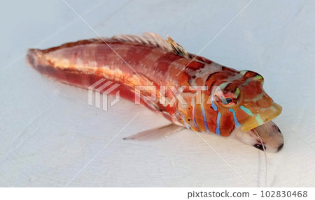 freshly caught tragis 102830468