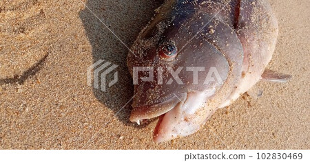 The sand-covered Asian sheepshead wrasse just caught 102830469