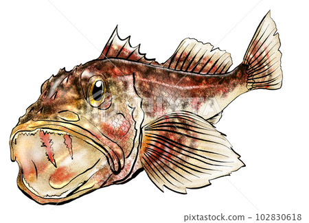 水彩風格魚圖石斑魚 102830618