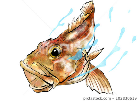 蝎子魚水彩風格插圖 102830619