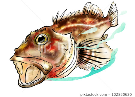 魚圖石斑魚 魚圖石斑魚 102830620