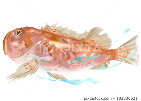 蝎子魚的插圖 蝎子魚的插圖 102830621