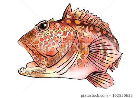 五顏六色的魚蝎子圖 102830625