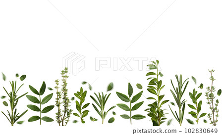 Herbal background of thyme rosemary and other leaves on white background flat lay Herbal background of thyme rosemary and other leaves on white background flat lay 102830649