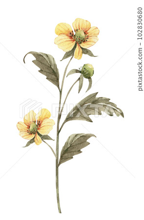 Yellow flower, watercolor illustration for cards, design and invitations. 102830680