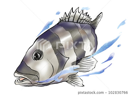 水彩風格的鸚鵡魚插圖 水彩風格的鸚鵡魚插圖 102830766