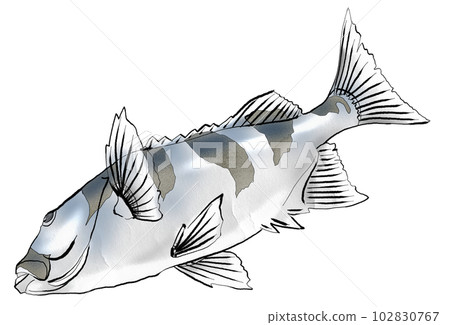 Illustration of parrotfish 102830767