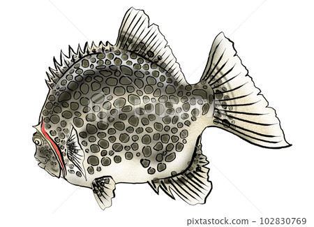 Illustration of watercolor style stone crab 102830769