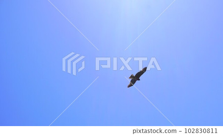 Sunlight and a kite in the blue sky Wide 102830811