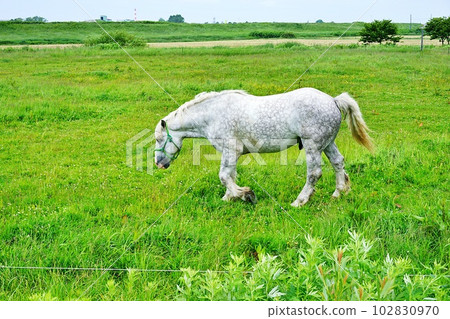 "Banma" grazing in Hokkaido "Banma" grazing in Hokkaido 102830970