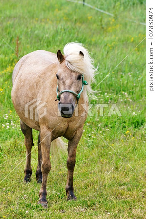 "Banma" grazing in Hokkaido "Banma" grazing in Hokkaido 102830973