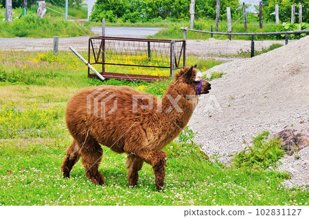 Experience Ranch in Ebetsu City, Hokkaido Earth Dream Kakuyama Farm Alpaca Experience Ranch in Ebetsu City, Hokkaido Earth Dream Kakuyama Farm Alpaca 102831127