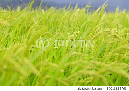 Green rice "Farming, countryside image" 102831198