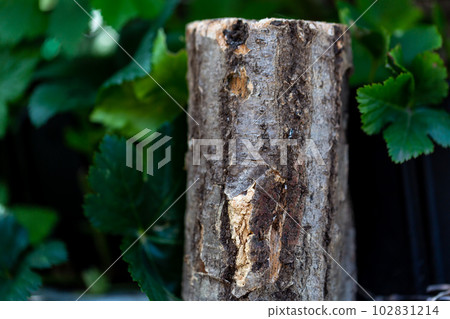 國內甲蟲鱸魚 102831214