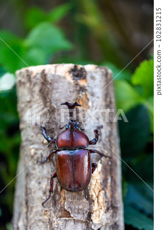 國內甲蟲 102831215