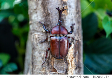 國內甲蟲 102831216