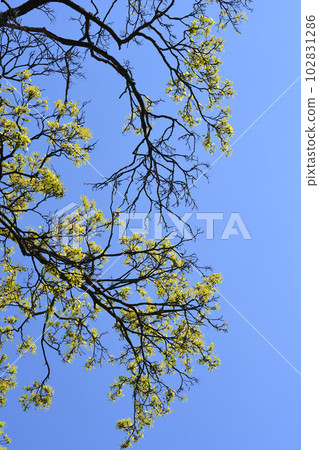 Norway maple 102831286