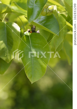 Japanese pear Japanese pear 102831299