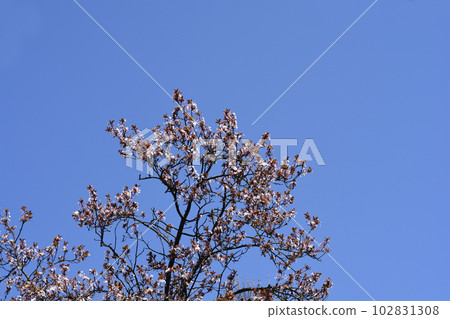 Purple-leaved Plum 102831308