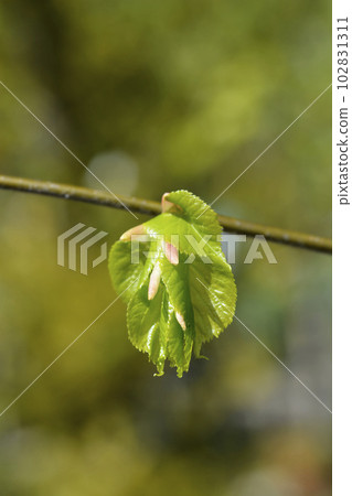 Small-leaved lime Small-leaved lime 102831311