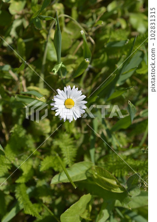 Common daisy 102831315