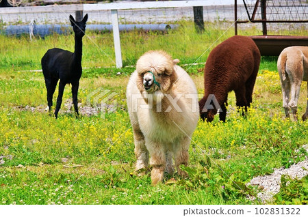 Experience Ranch in Ebetsu City, Hokkaido Earth Dream Kakuyama Farm Alpaca Experience Ranch in Ebetsu City, Hokkaido Earth Dream Kakuyama Farm Alpaca 102831322