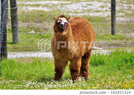 Experience Ranch in Ebetsu City, Hokkaido Earth Dream Kakuyama Farm Alpaca 102831324