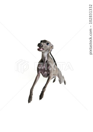 Portrait with playful dog Italian greyhound posing and raising paws isolated over white studio background. Funny puppy running in motion 102831332