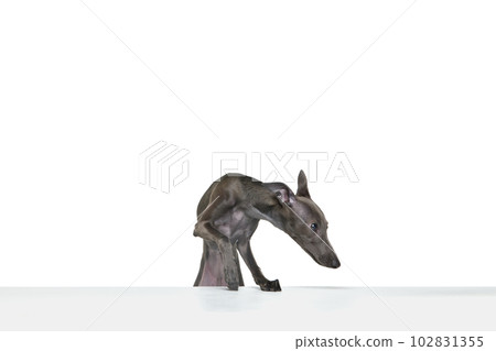 Portrait with one curious dog Italian greyhound sitting and looking with clever face isolated over white background. Obedient dog Portrait with one curious dog Italian greyhound sitting and looking with clever face isolated over white background. Obedient dog 102831355