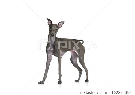 Portrait with Italian greyhound with brown fur posing with clever face isolated over white studio background. Pet looks healthy and happy 102831395