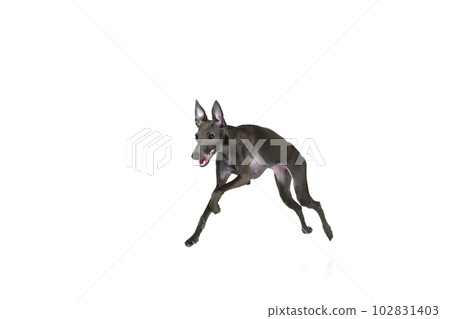 Portrait with playful dog Italian greyhound running, playing isolated over white color studio background. Jump in motion. Concept of care, animal life 102831403