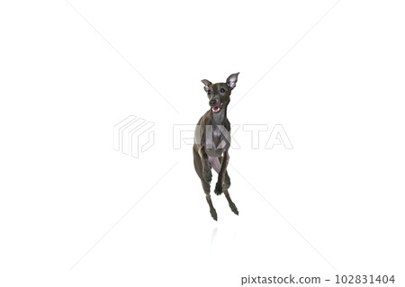 Portrait with one playful puppy, dog Italian greyhound running with open mouth isolated over white color studio background. Jump in motion Portrait with one playful puppy, dog Italian greyhound running with open mouth isolated over white color studio background. Jump in motion 102831404