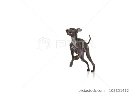 Playful puppy, dog Italian greyhound running, playing isolated over white color studio background. Jump in motion. Concept of care, animal life, health, vet 102831412