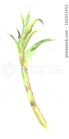 Illustration of sugarcane painted by watercolor 102831452