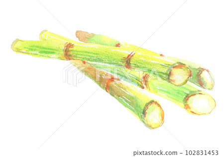 Illustration of sugarcane painted by watercolor 102831453