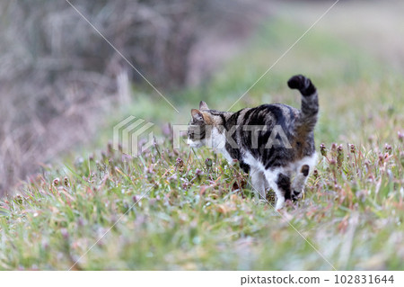Young cat with tiger pattern fur on a green grass 102831644