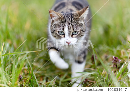 Young cat with tiger pattern fur on a green grass Young cat with tiger pattern fur on a green grass 102831647