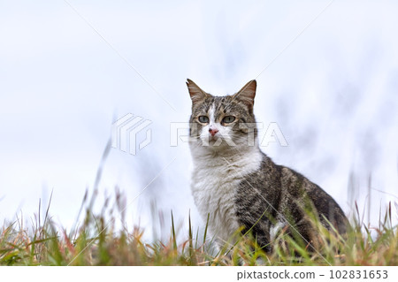 Young cat with tiger pattern fur on a green grass Young cat with tiger pattern fur on a green grass 102831653