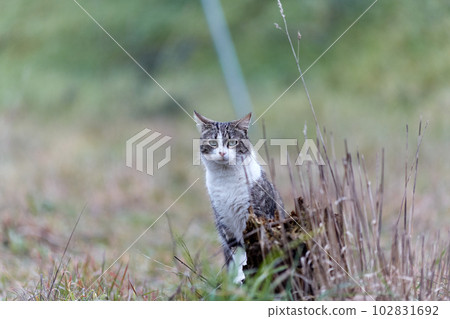 Young cat with tiger pattern fur on a green grass 102831692