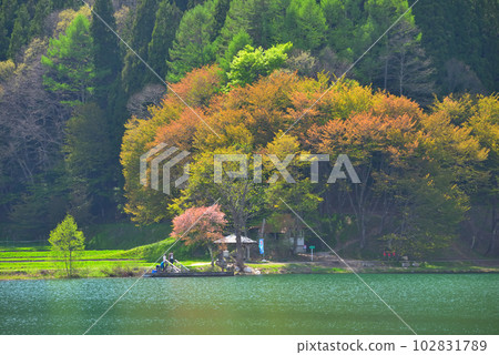 《長野縣》大町市春湖中綱 《長野縣》大町市春湖中綱 102831789
