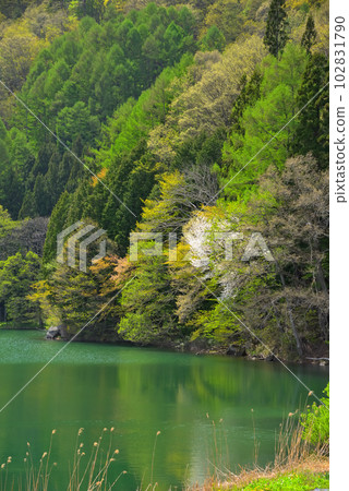 《長野縣》大町市春湖中綱 《長野縣》大町市春湖中綱 102831790