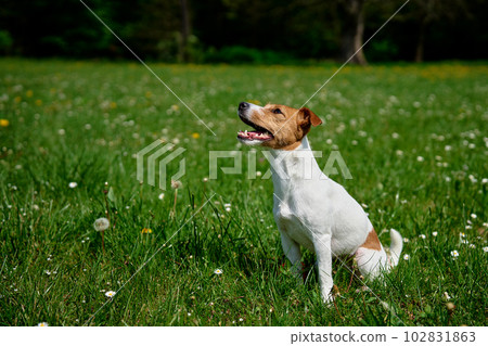 Cute active dog walking at green grass in park at summer day. Jack Russell Terrier portrait outdoors Cute active dog walking at green grass in park at summer day. Jack Russell Terrier portrait outdoors 102831863