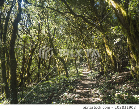 Narrow footpath through laurisilva forest with twisted branches of mossy laurel and Erica arborea trees in sunlight. Garajonay National Park, Raso de La Bruma La Gomera. Canary Islands. Spain. 102831908