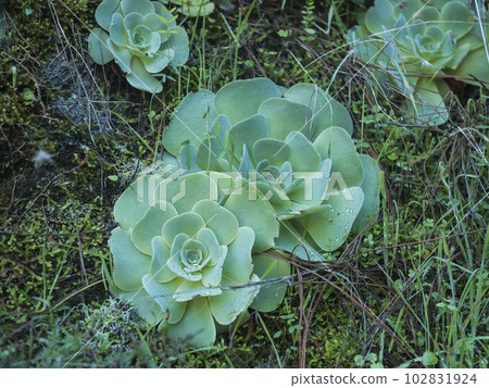 Close up of sempervivum houseleek plant with dew drops on green leaves, Natural background of succulent plant. Sempervivum close-up pattern, selective focus Close up of sempervivum houseleek plant with dew drops on green leaves, Natural background of succulent plant. Sempervivum close-up pattern, selective focus 102831924