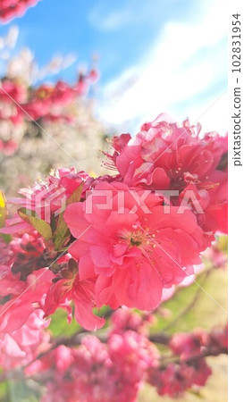 桃花 桃花 102831954